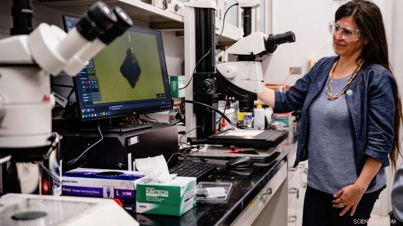 Advanced X‑ray Techniques Illuminate Asteroid Ryugu Samples