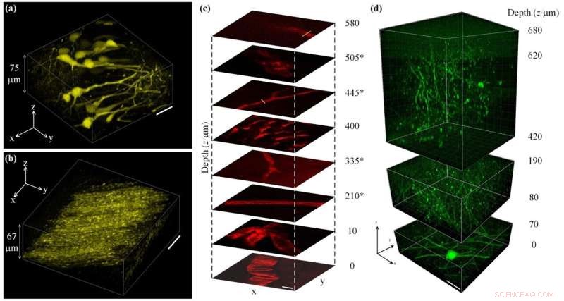 New 937‑nm Laser Boosts Deep‑Tissue Imaging with Lower Power