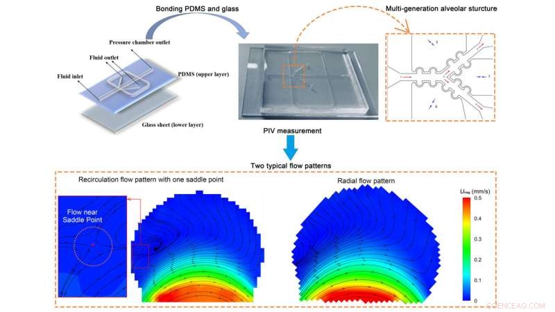 Artificial Breathing System Illuminates Alveolar Function in Human Lungs