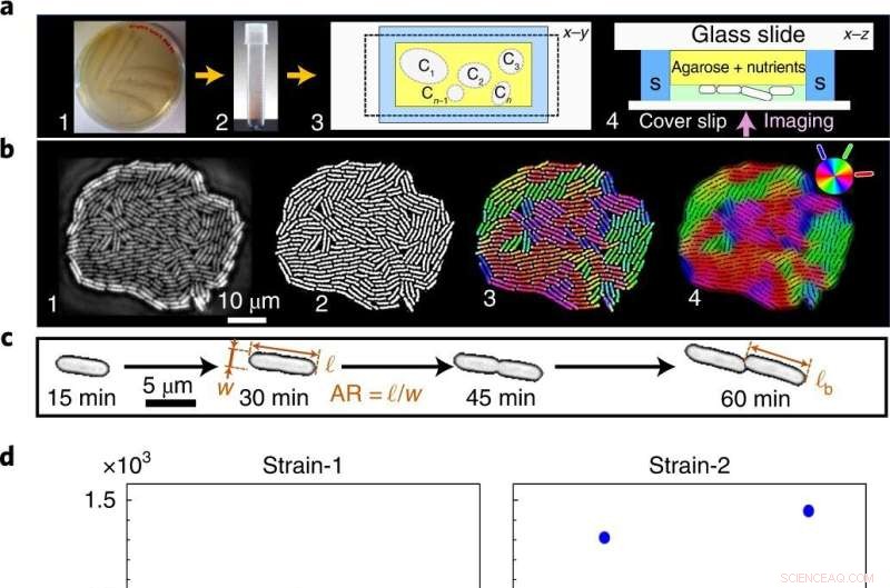 How Bacteria Use Physics to Synchronize and Build Complex Structures