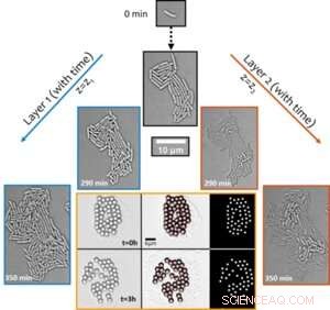 How Bacteria Use Physics to Synchronize and Build Complex Structures