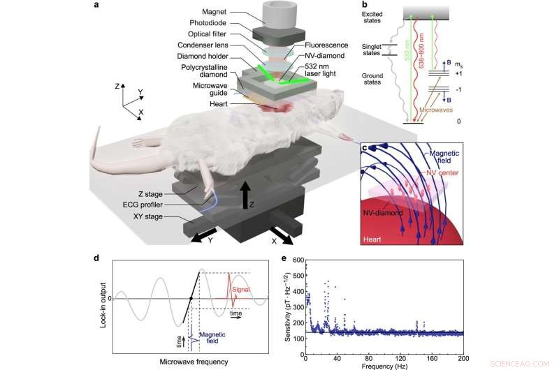 High‑Resolution Millimeter‑Scale Cardiac Current Mapping Using Diamond Quantum Sensors