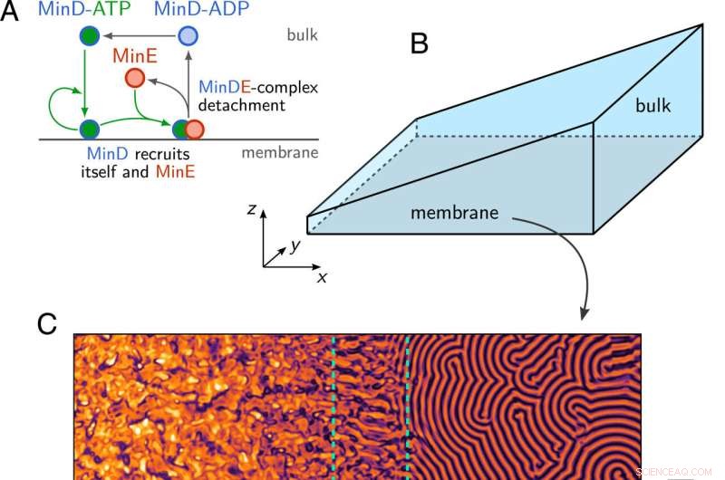 From Macro to Micro: Unraveling Complex Min Protein Patterns on Membrane Surfaces