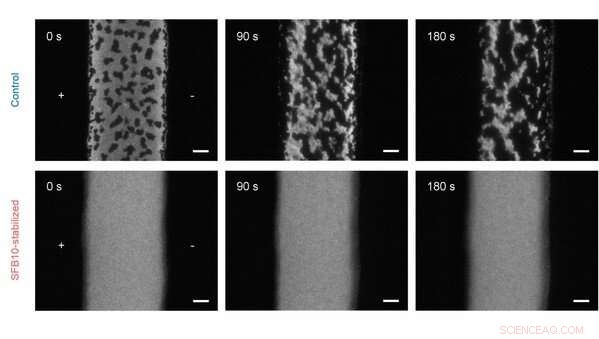 Perovskite LEDs Set New Lifetime Record with Advanced Dipolar Stabilizer