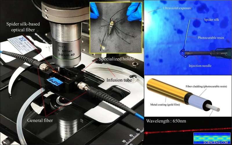 Spider Silk Becomes Optical Fiber Biosensor for Precise Sugar Detection
