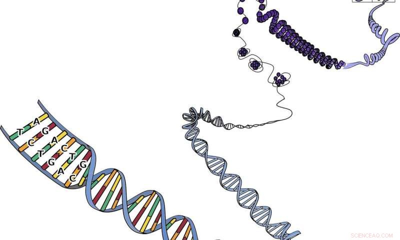Groundbreaking Physics Law May Forecast Genetic Mutations