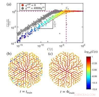 Understanding How Blood Vessels Adapt and Remember Stroke Events