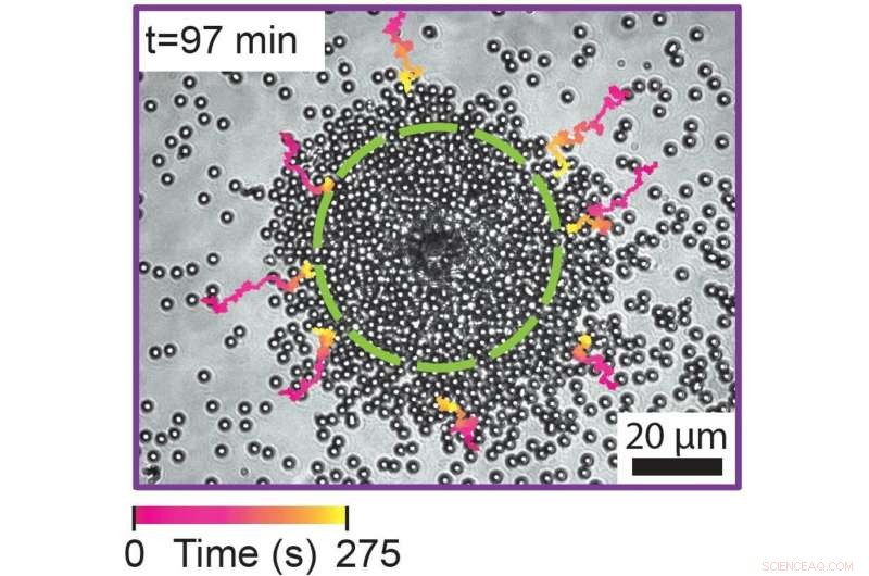 Self-Organizing Lasers Mimic Life for Advanced Sensing, Computing, and Display Technologies