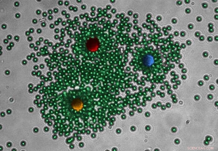 Self-Organizing Lasers Mimic Life for Advanced Sensing, Computing, and Display Technologies