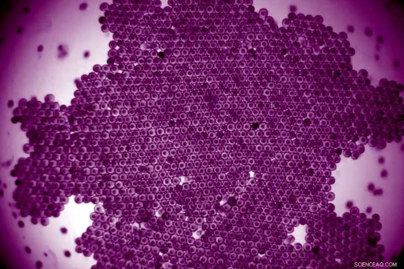 Starfish Embryos Form Crystal-Like Swarms—Insights for Self-Assembling Robotics