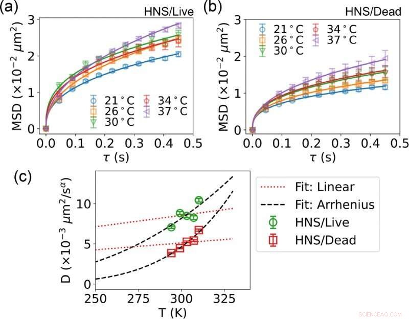 Physicist Confirms Stokes‑Einstein Equation Valid in Living E. coli Cells