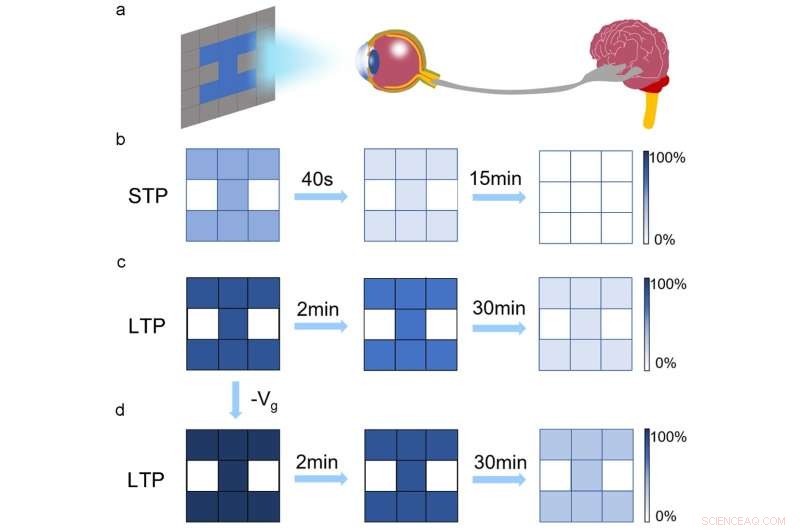 High‑Sensitivity, Energy‑Efficient Photonic Synapses for AI