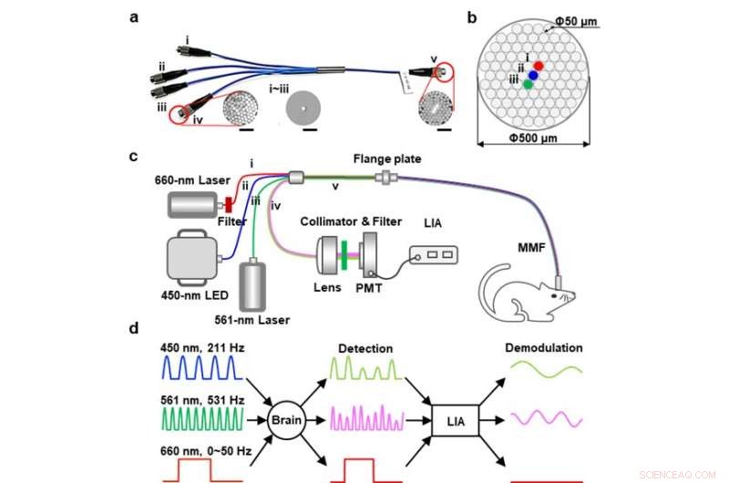 Advanced Fiber-Optic Photometry for Simultaneous Optogenetic Stimulation & Multi-Color Neuronal Recording