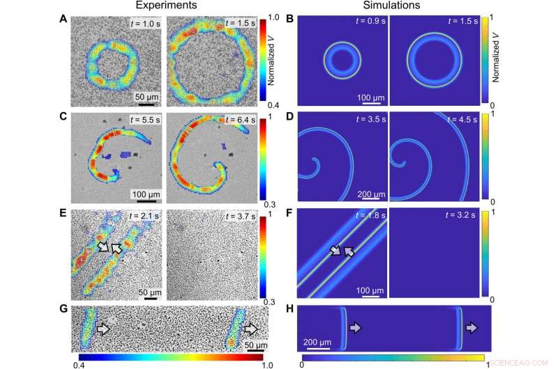 Unveiling the Physicochemical Dynamics of Silver Colloid Motion Waves