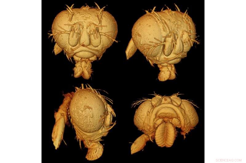 Revolutionizing Biomedical Imaging: Enhanced OCT Delivers Higher Contrast, Resolution, and 3D Field of View