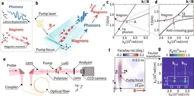 Coherent Coupling of Phonons and Magnons: Insights from Time-Resolved Magneto-Optical Microscopy