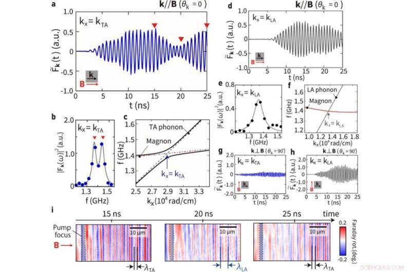 Coherent Coupling of Phonons and Magnons: Insights from Time-Resolved Magneto-Optical Microscopy