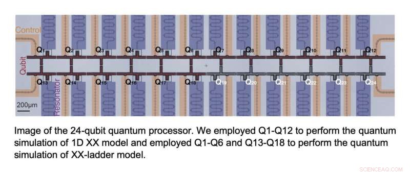 Exploring Thermalization and Information Scrambling on a Superconducting Quantum Processor