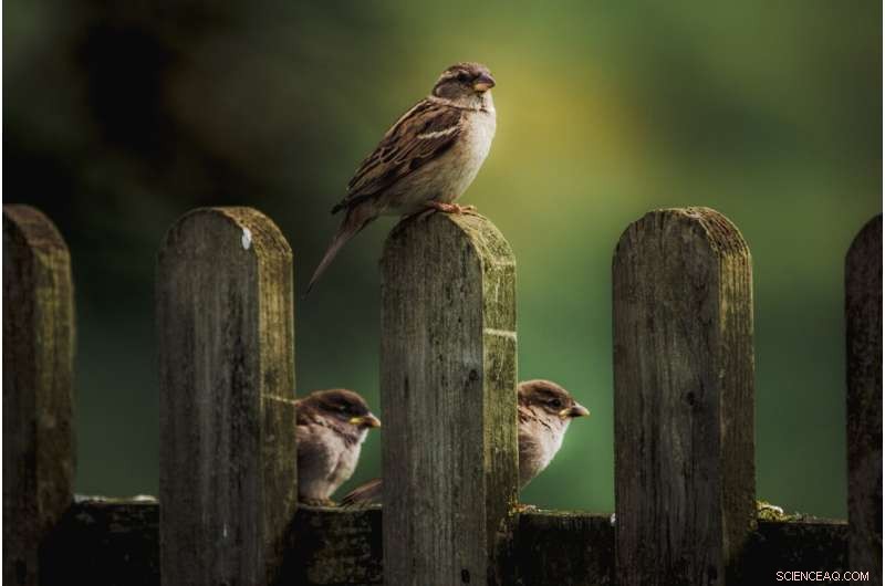 How Perching Bird Aerodynamics Inspire Next-Gen Aircraft Design