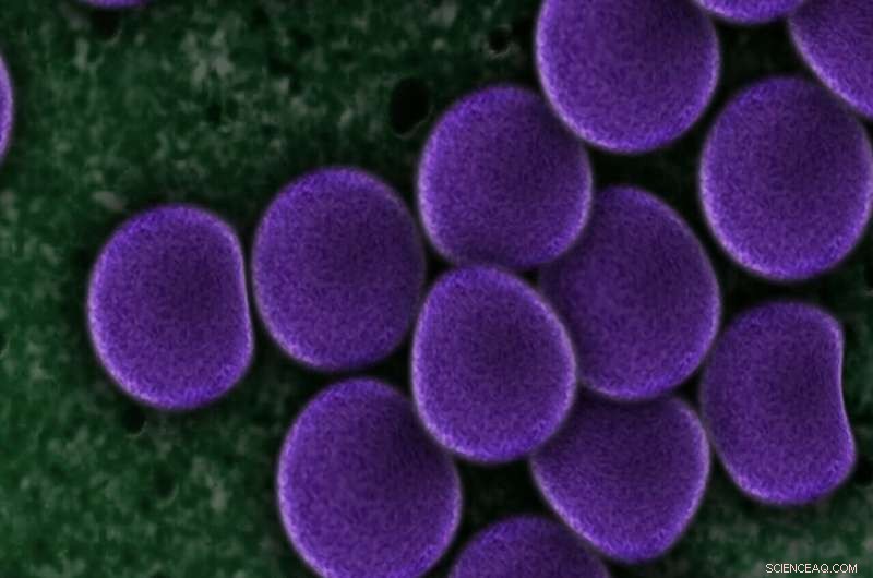 Coarse-Graining Reveals Functional Roles in Complex Microbial Ecosystems