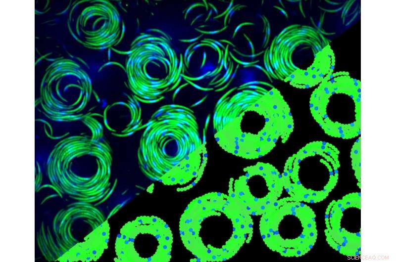 Malaria Parasites Form Vortices: New Insights into Mosquito Transmission