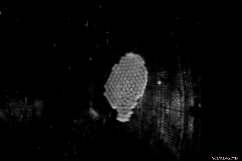 Modeling Rotational Dynamics of Inertial Multi‑Particle Clusters with Sound Waves