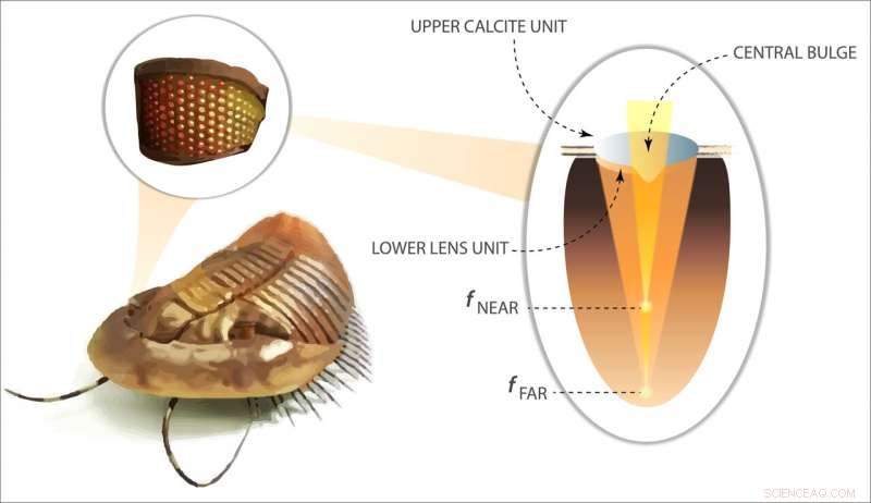 NIST Engineers Create Record-Setting Metalens Inspired by Trilobite Compound Eyes