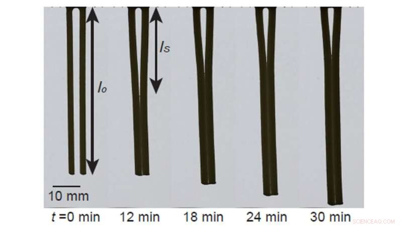 Scientific Models Explain the Secrets Behind Perfect Al Dente Pasta
