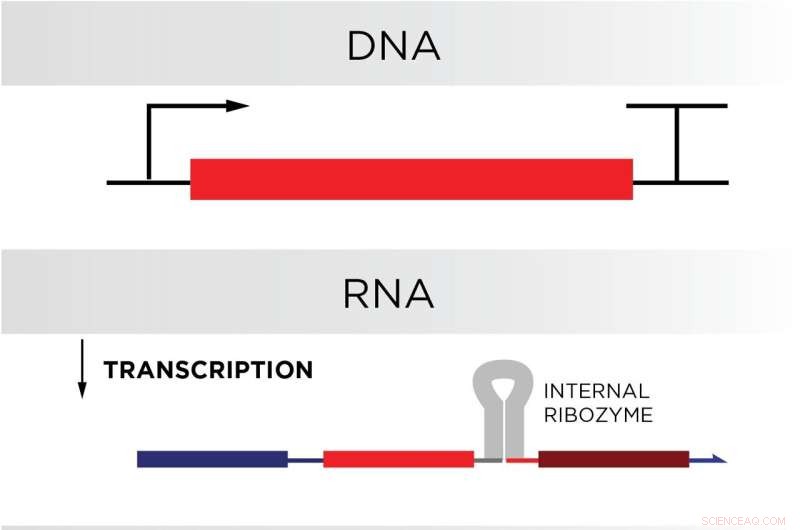 Revolutionary Design Brings Powerful Biological Computers Inside Living Cells