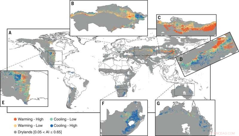 The Paradox of Afforestation: How Planting Trees in Certain Drylands May Amplify Global Warming