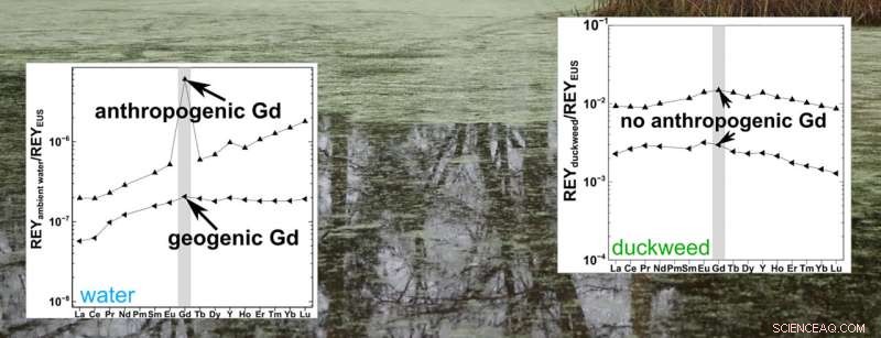 Duckweed: Beyond a Superfood—Scientists Reveal Its Rich Nutrients and Rare Earth Storage