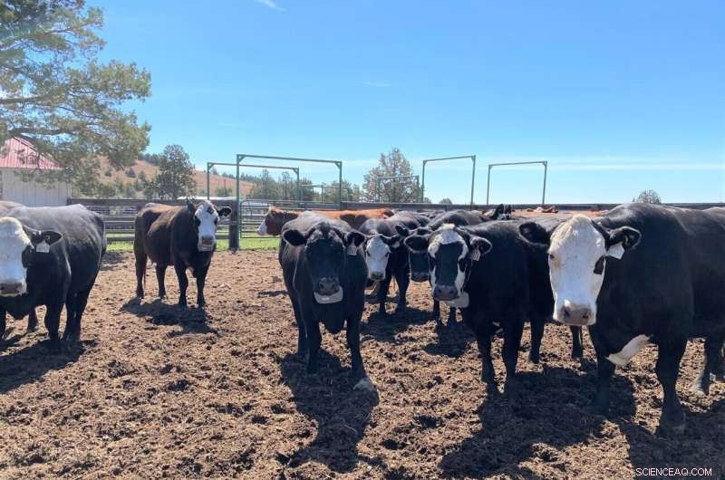 Virtual Fencing for Cattle Grazing Shows Promise as Effective Wildfire Fuel Breaks, Study Reveals