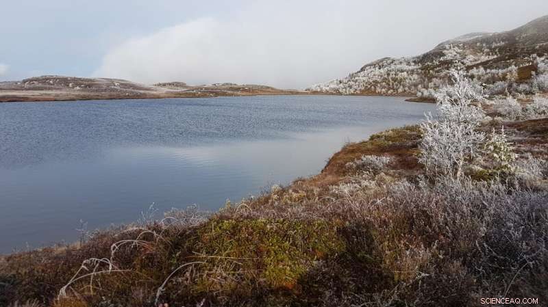 Arctic Lakes: Key Reactors and Emitters of Carbon Dioxide