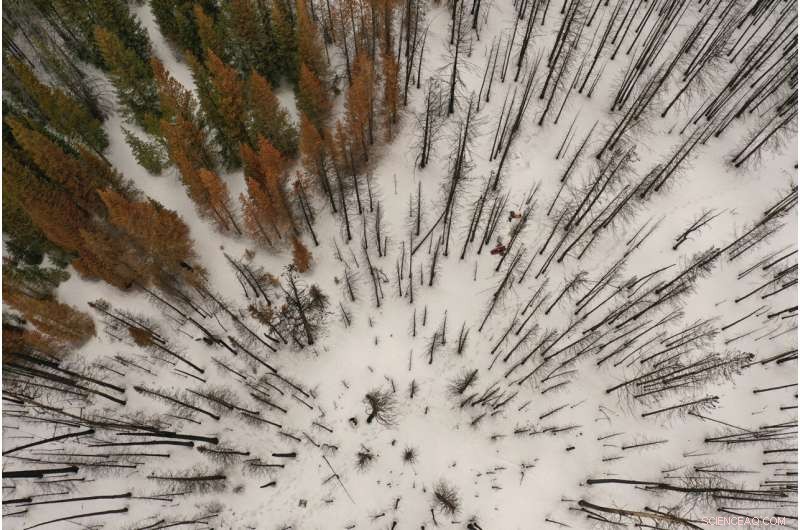 How Forest Fires Reduce Water Flow from Late Snowpacks in Mountain Regions