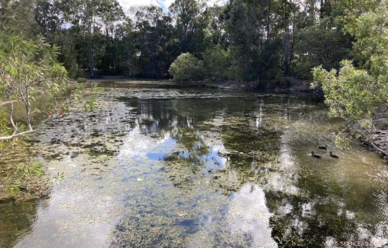 Constructed Wetlands Act as Strong Barrier Against Microplastic Pollution, Study Shows