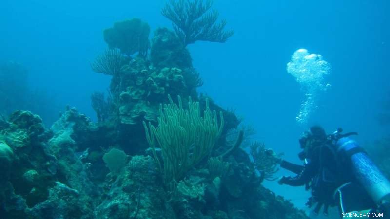 Rising Sea Temperatures Endanger Coral Reefs in the Gulf of Mexico and Caribbean