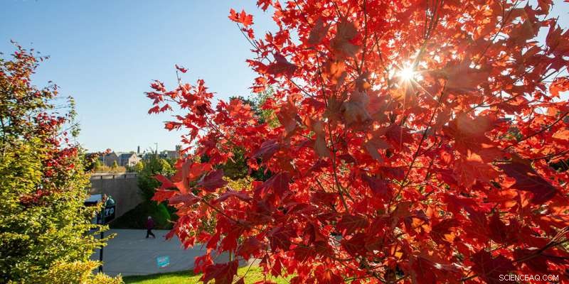 Debunking the Myth: Climate Change Is Not Delaying Autumn Leaf Color Changes