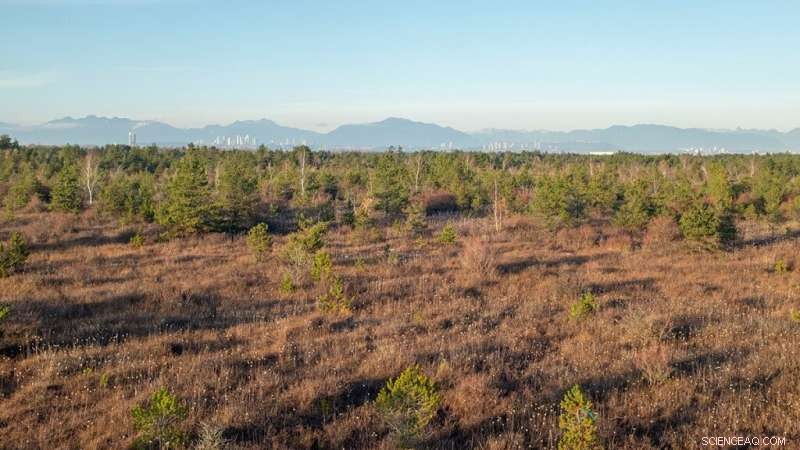 Assessing Carbon Emissions in Peatland Restoration Efforts