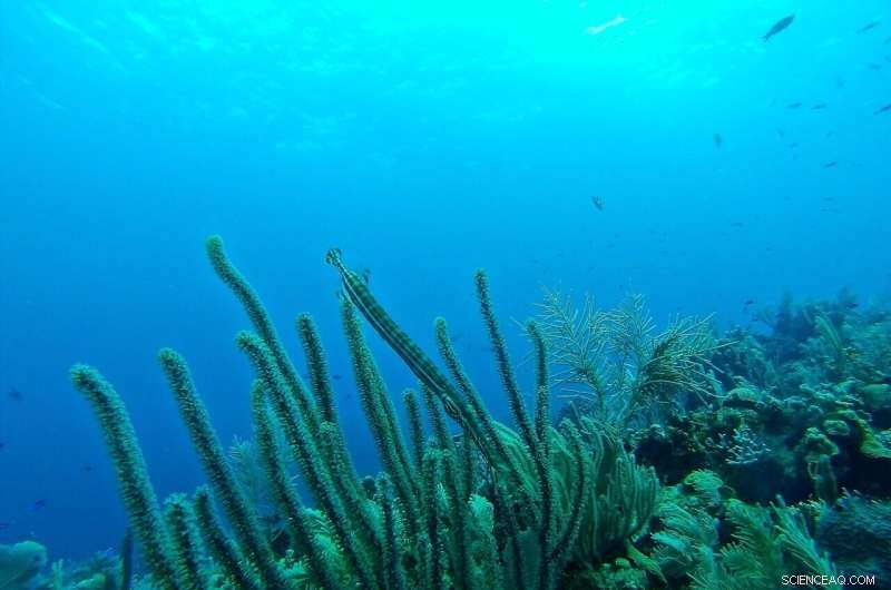 Scientists Quantify Sediment Plumes from Deep-Sea Mining Vehicle