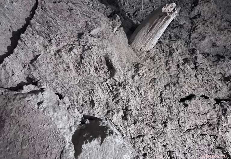 Exploring Permafrost’s Past to Predict Its Future: NASA ABoVE’s Field Study in Fairbanks