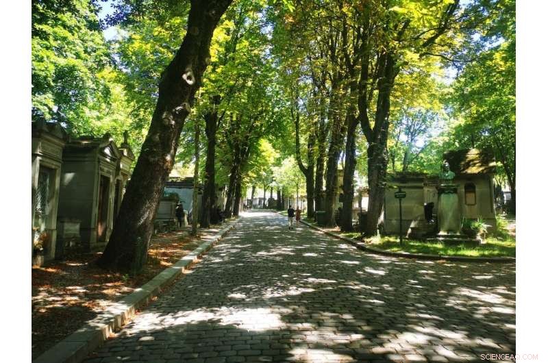 Climate Change Threatens 90–100% of Urban Trees in Australian Cities—and the Majority of Global City Species