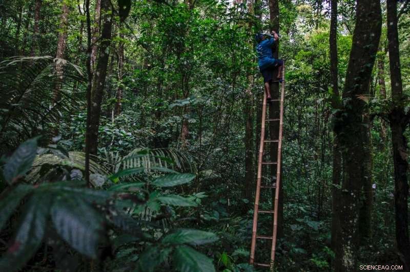 Reviving Indonesia’s Native Orchids: One Farmer’s Dedicated Conservation Effort