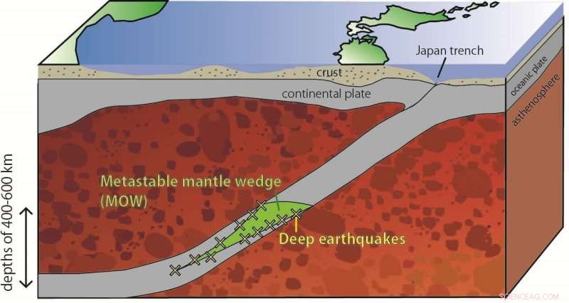 Olivine Phase Transitions May Trigger Deep Seismic Faulting
