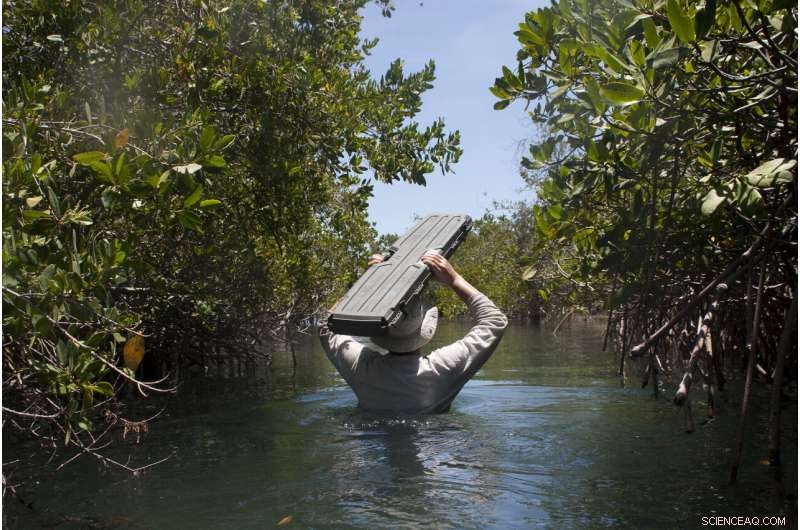 Mexican Mangroves Sequester Carbon for 5,000 Years – A Crucial Climate Solution