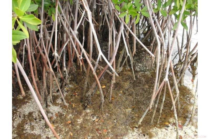 Mexican Mangroves Sequester Carbon for 5,000 Years – A Crucial Climate Solution