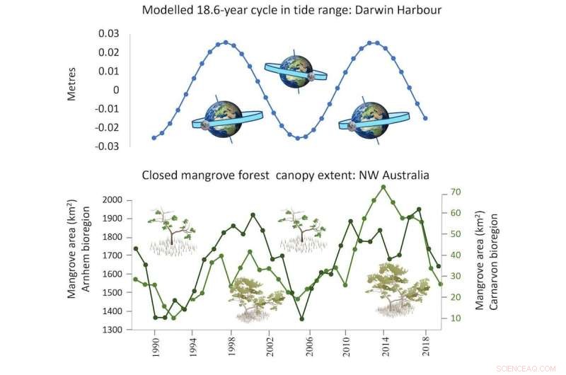 Moon’s Wobble Triggers Largest Ever Mangrove Die-Off—40 Million Trees Lost