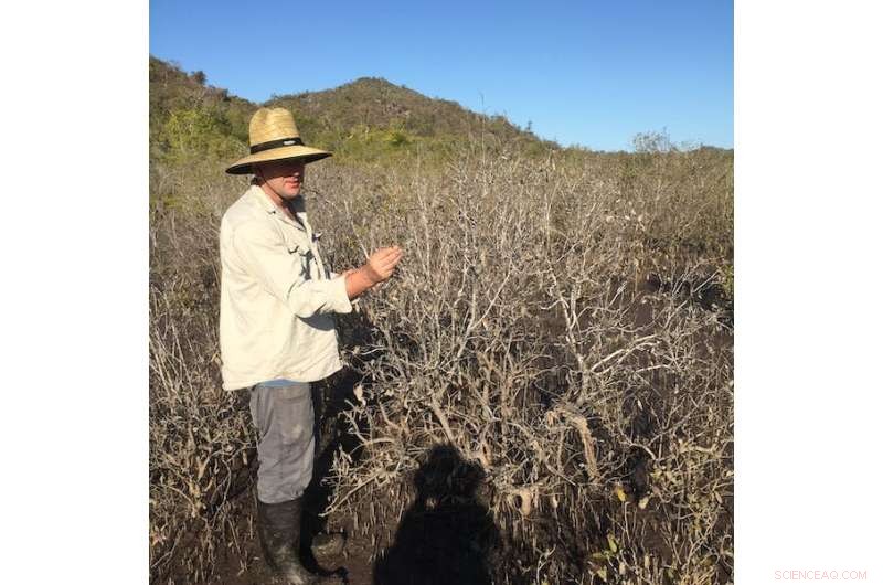 Moon’s Wobble Triggers Largest Ever Mangrove Die-Off—40 Million Trees Lost