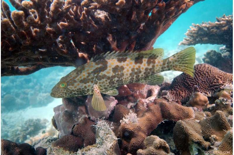 Scientists Reveal Growing Hypoxic Zone Threatening Arabian Gulf Ecosystems