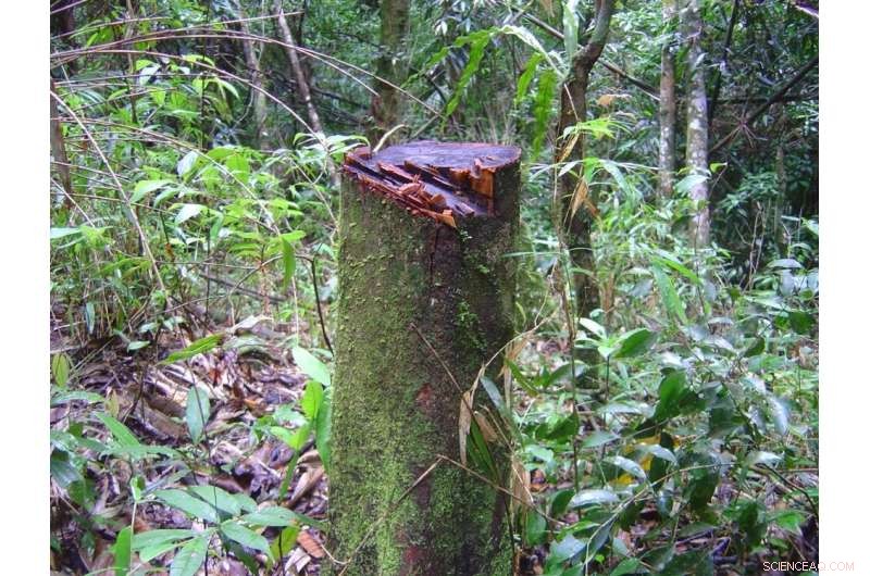 Study Reveals Human Activities Significantly Reduce Atlantic Rainforest Carbon Storage Capacity