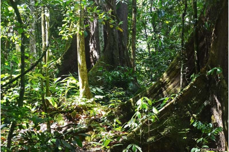 Indonesia Drives Over Half of Mining-Related Tropical Deforestation Worldwide